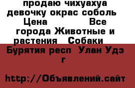 продаю чихуахуа девочку,окрас соболь › Цена ­ 25 000 - Все города Животные и растения » Собаки   . Бурятия респ.,Улан-Удэ г.